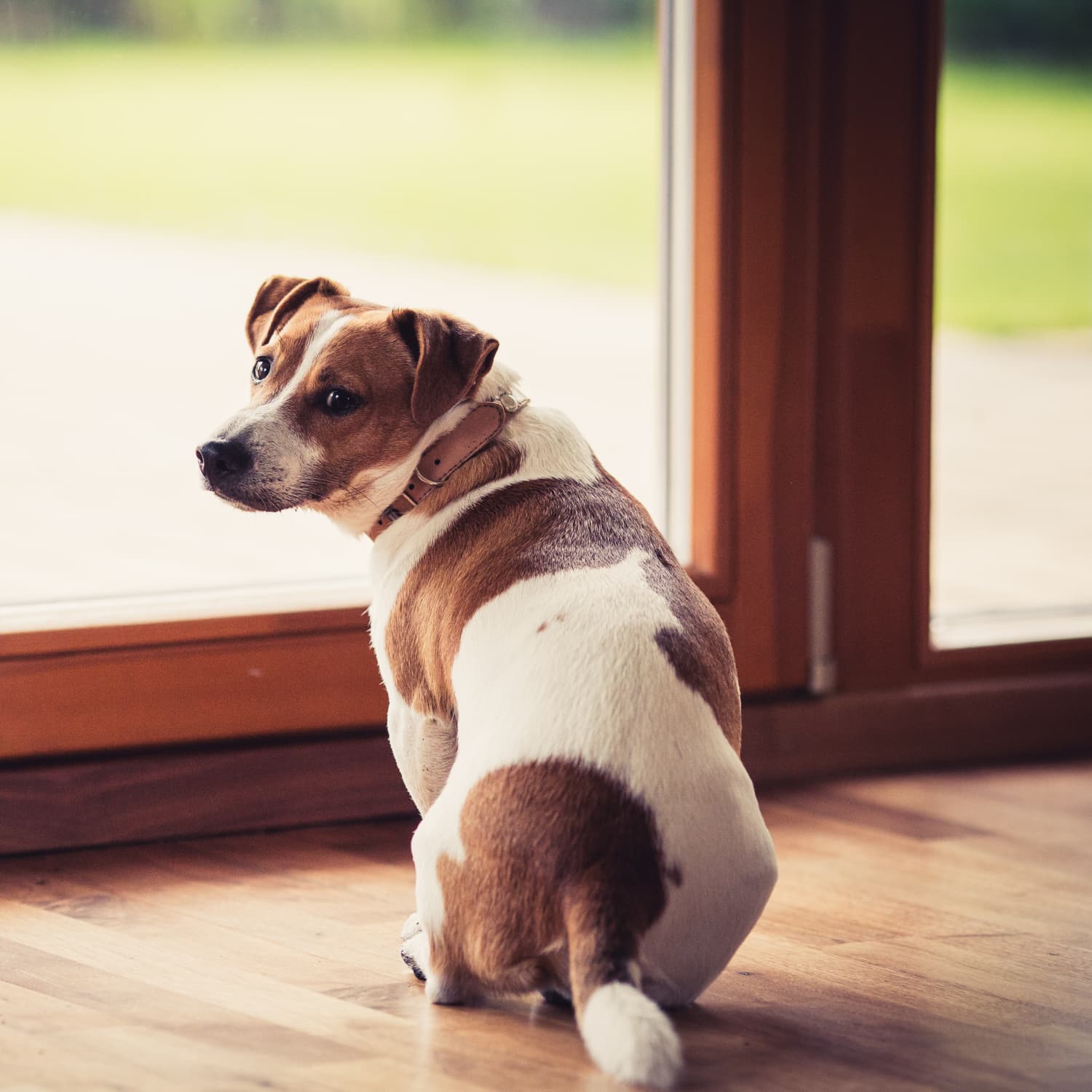 Temporary dog door for apartment on sale